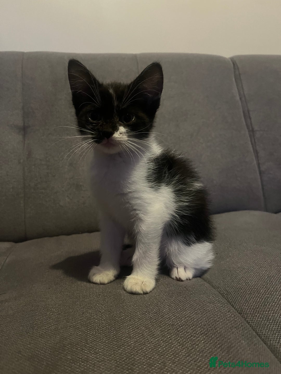 British Shorthair cats for sale: Black and white kittens! - Image 6