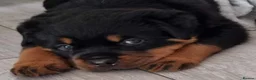 Rottweiler dogs for sale: Kc reg, extensively health tested parents - Advert 1