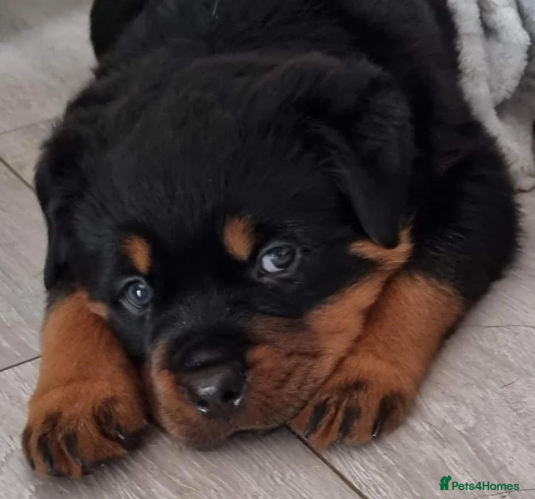 Rottweiler dogs for sale: Kc reg, extensively health tested parents - Advert 1