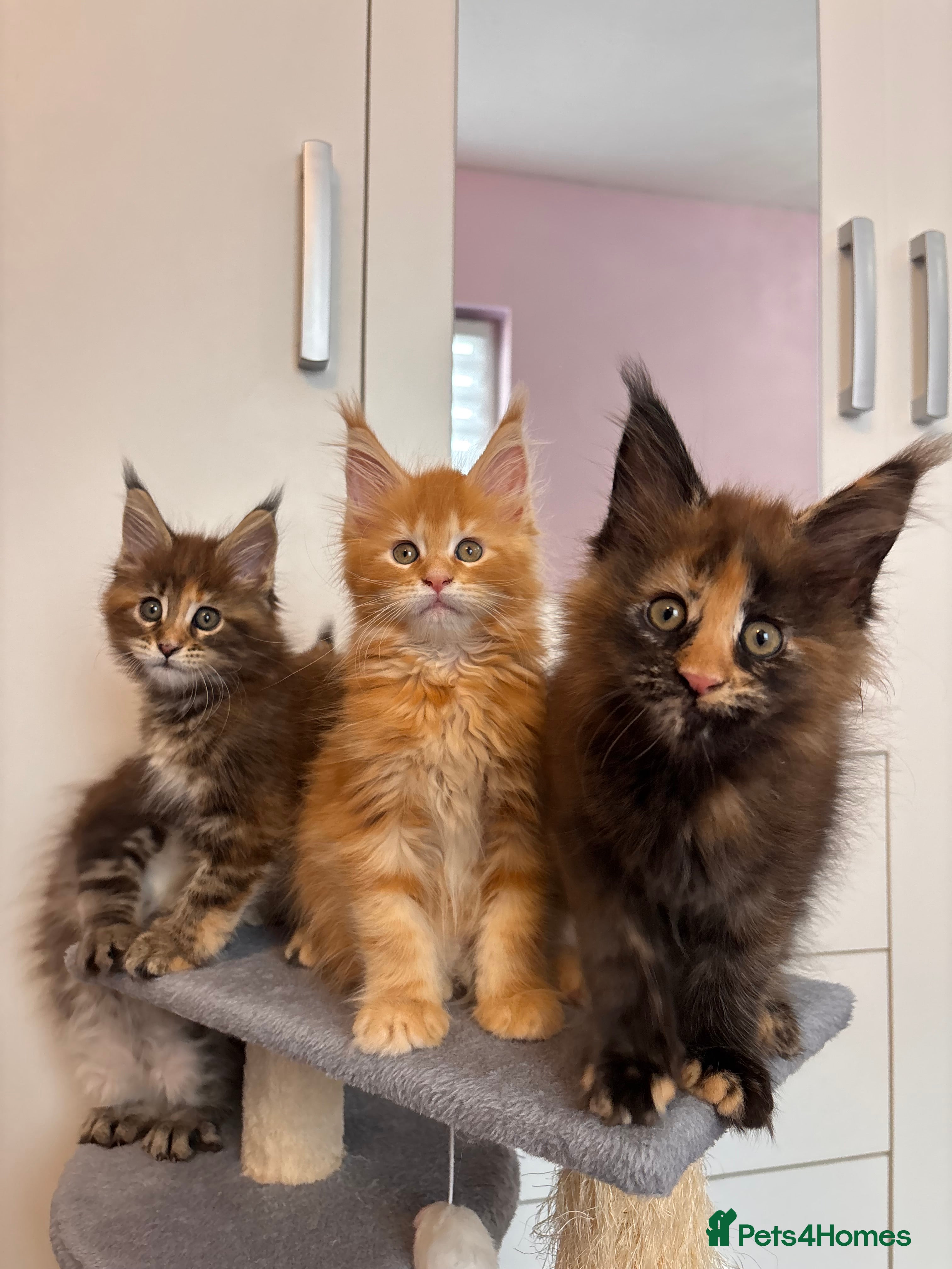 Maine Coon cats ✨5 Gorgouse GCCF Pure bred MaineCoon Kittens.  - Advert 14