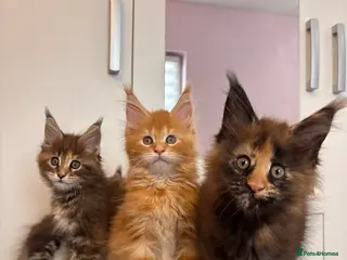 Maine Coon cats ✨5 Gorgouse GCCF Pure bred MaineCoon Kittens. - Advert 14