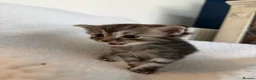Ragcoon cats for sale: Beautiful Maine Coon × Ragdoll Kittens  - Advert 23
