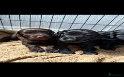 Cocker Spaniel dogs for sale: Cocker spaniel puppies - Advert 2