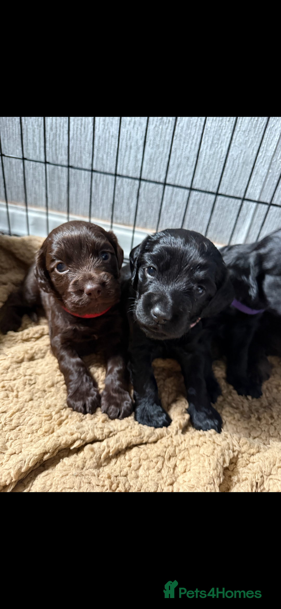 Cocker Spaniel dogs for sale: Cocker spaniel puppies - Advert 2