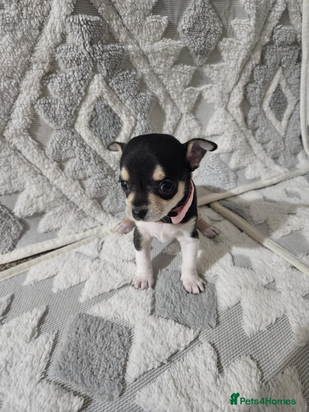 Chihuahua dogs for sale: Chihuahua puppies for sale - Advert 11