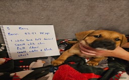 Mixed Breed dogs for sale: German Mastiff pups - Advert 9