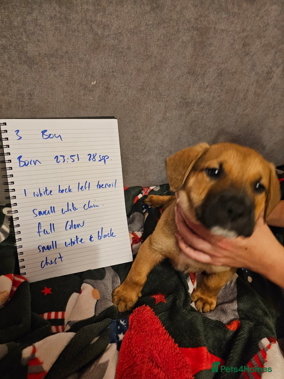 Mixed Breed dogs for sale: German Mastiff pups - Advert 9