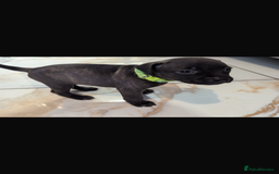 Staffordshire Bull Terrier dogs for sale: Staffordshire bull terrier Staffy staffie - Image 7