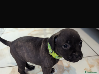 Staffordshire Bull Terrier dogs - Advert 4