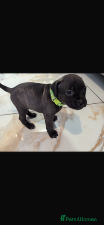 Staffordshire Bull Terrier dogs - Advert 4