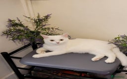 British Shorthair cats for stud: BSH stud, Golden shaded, Emerald eyes, NY 11 - Image 11