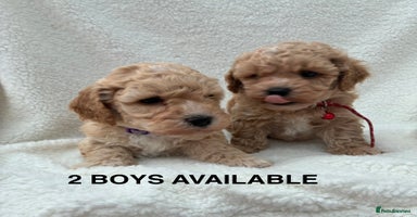 Poochon dogs - Advert 10