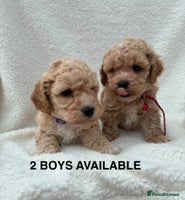 Poochon dogs - Advert 10