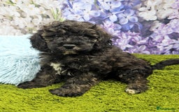 Cockapoo dogs for sale: READY NOW !! sable & brindle tri colour cockapoos - Image 18