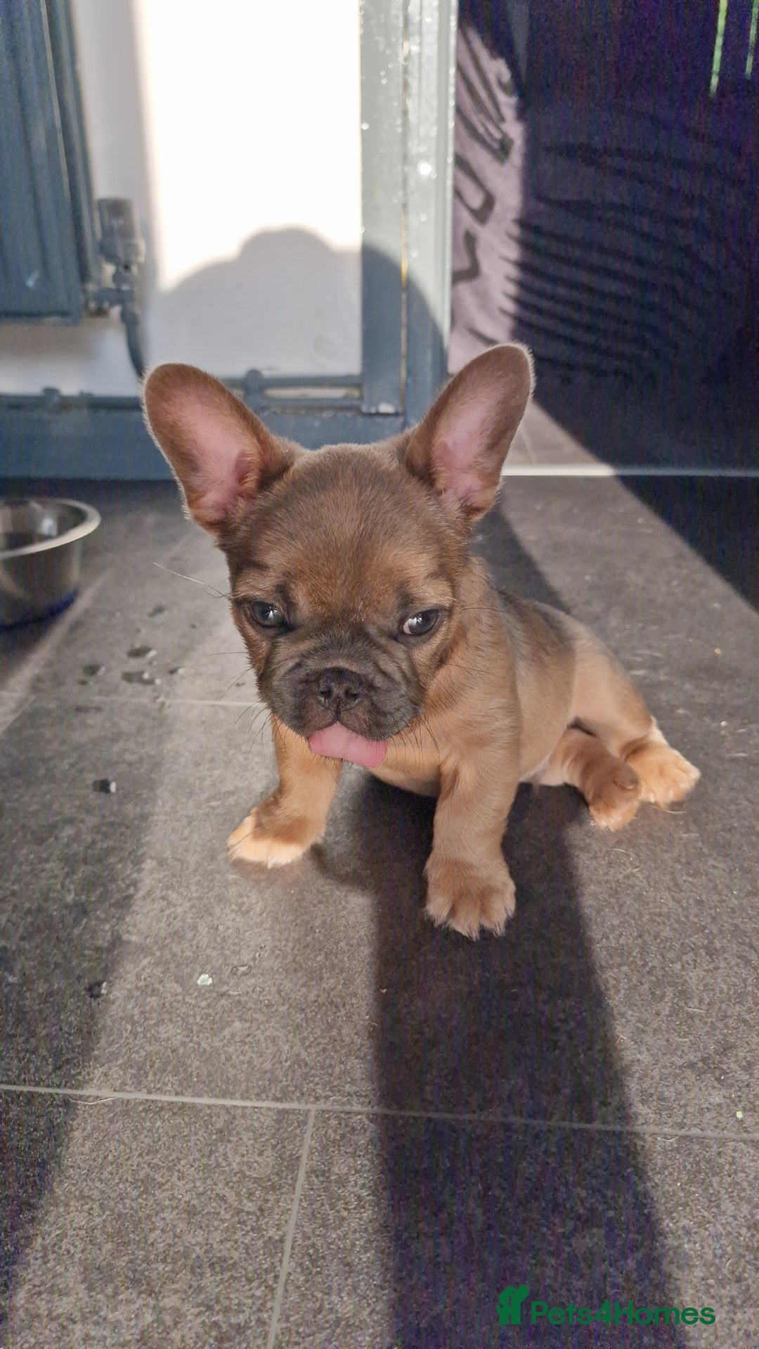 French Bulldog dogs for sale: Teddy bear floodle  - Image 11