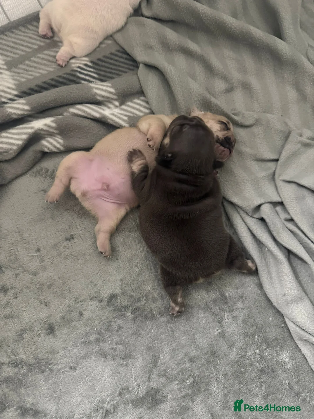 French Bulldog dogs for sale: French bulldog pups  - Advert 11