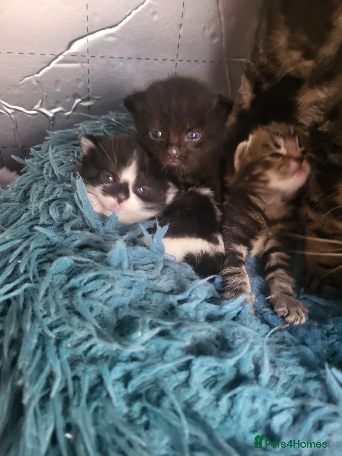 Mixed Breed cats Black kitten for sale male - Advert 2