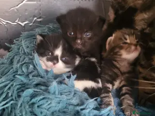 Mixed Breed cats Black kitten for sale male - Advert 2