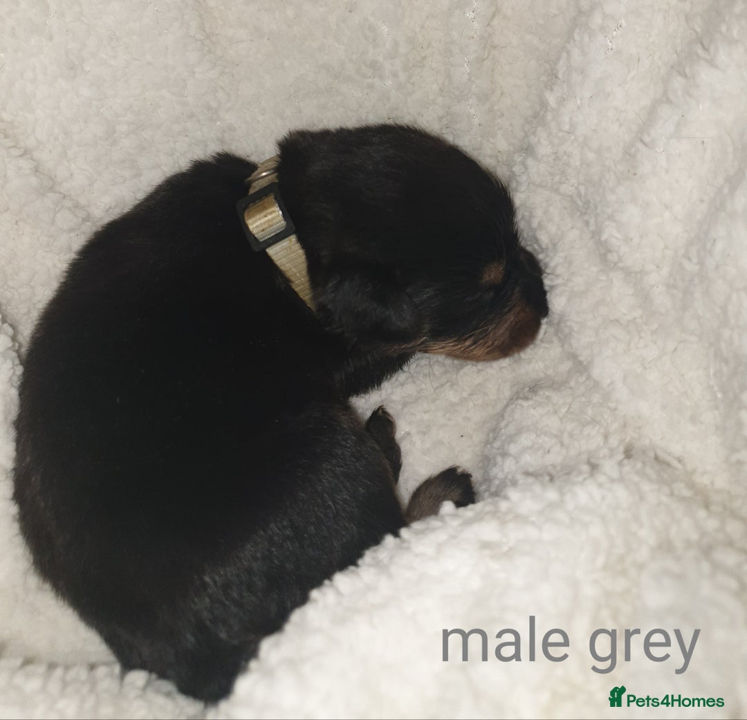 Rottweiler dogs for sale: Chunky big boned rottweilers  - Image 21