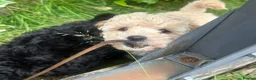 Poodle dogs for sale: Classic Poodle Puppies–Timeless Beauty in Stoke-on-Trent - Advert 3
