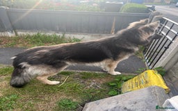 German Shepherd dogs for stud: Blue kc gsd stud  in Oldham - Image 4