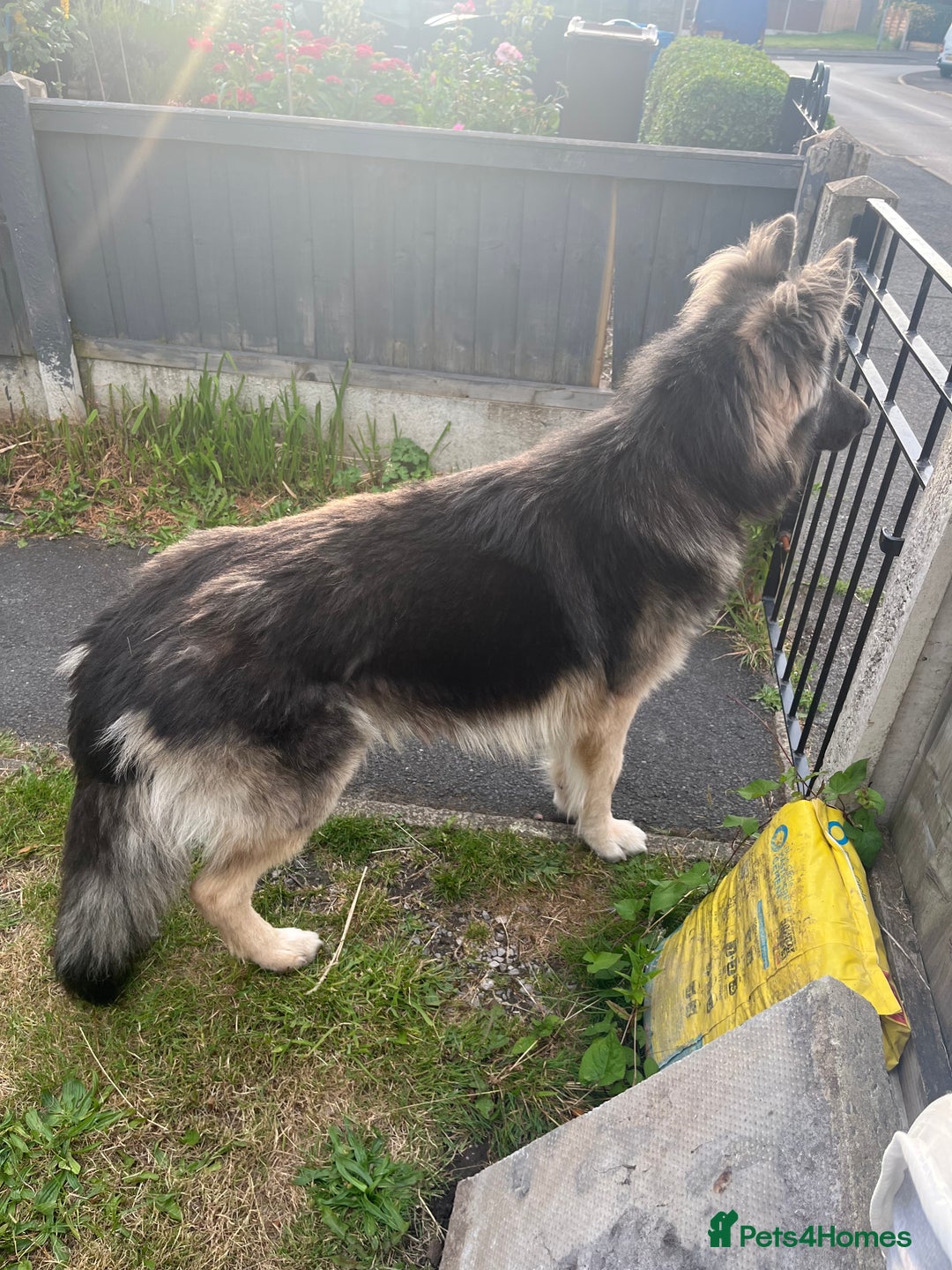 German Shepherd dogs for stud: Blue kc gsd stud  in Oldham - Image 4