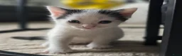 Domestic Shorthair cats for sale: Beautiful Male kitten  in Middlesbrough - Advert 3