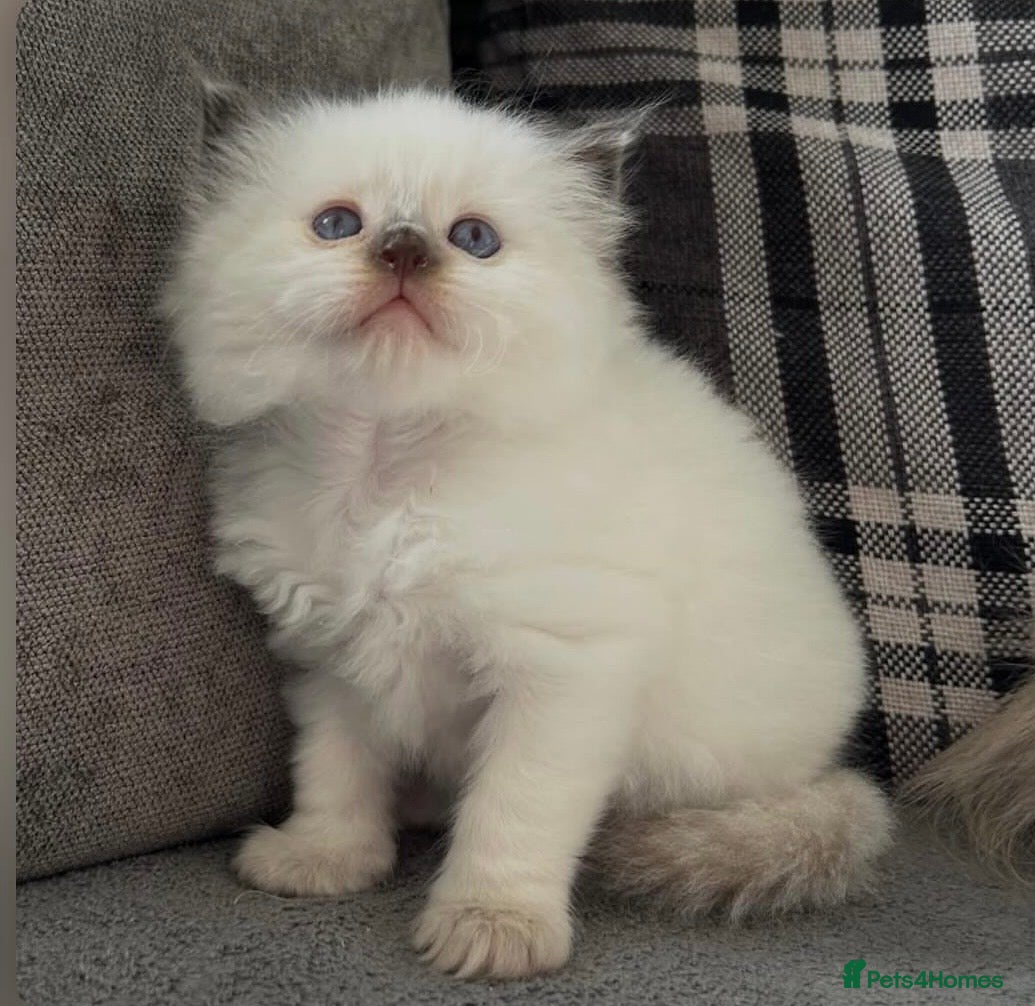 Ragdoll cats 🤎Exceptional Rare Chocolate Point Ragdoll Boy 🤎 - Advert 1