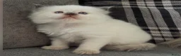 Ragdoll cats for sale: 🤎Exceptional Rare Chocolate Point Ragdoll Boy 🤎 - Advert 5