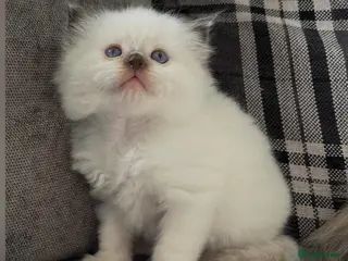 Ragdoll cats 🤎Exceptional Rare Chocolate Point Ragdoll Boy 🤎 - Advert 1