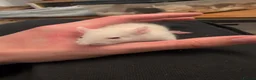 Rat rodents for sale: 12 super tame baby rats with various colours - Advert 4