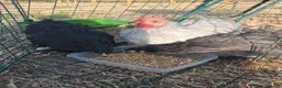 Chickens poultry for sale: Trio Pekin Bantam chickens in Mansfield - Advert 1