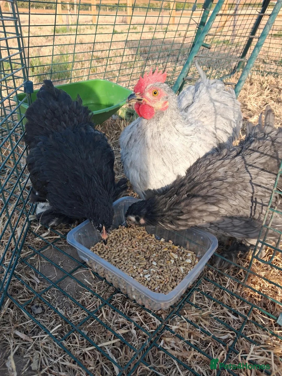 Chickens poultry for sale: Trio Pekin Bantam chickens in Mansfield - Advert 1