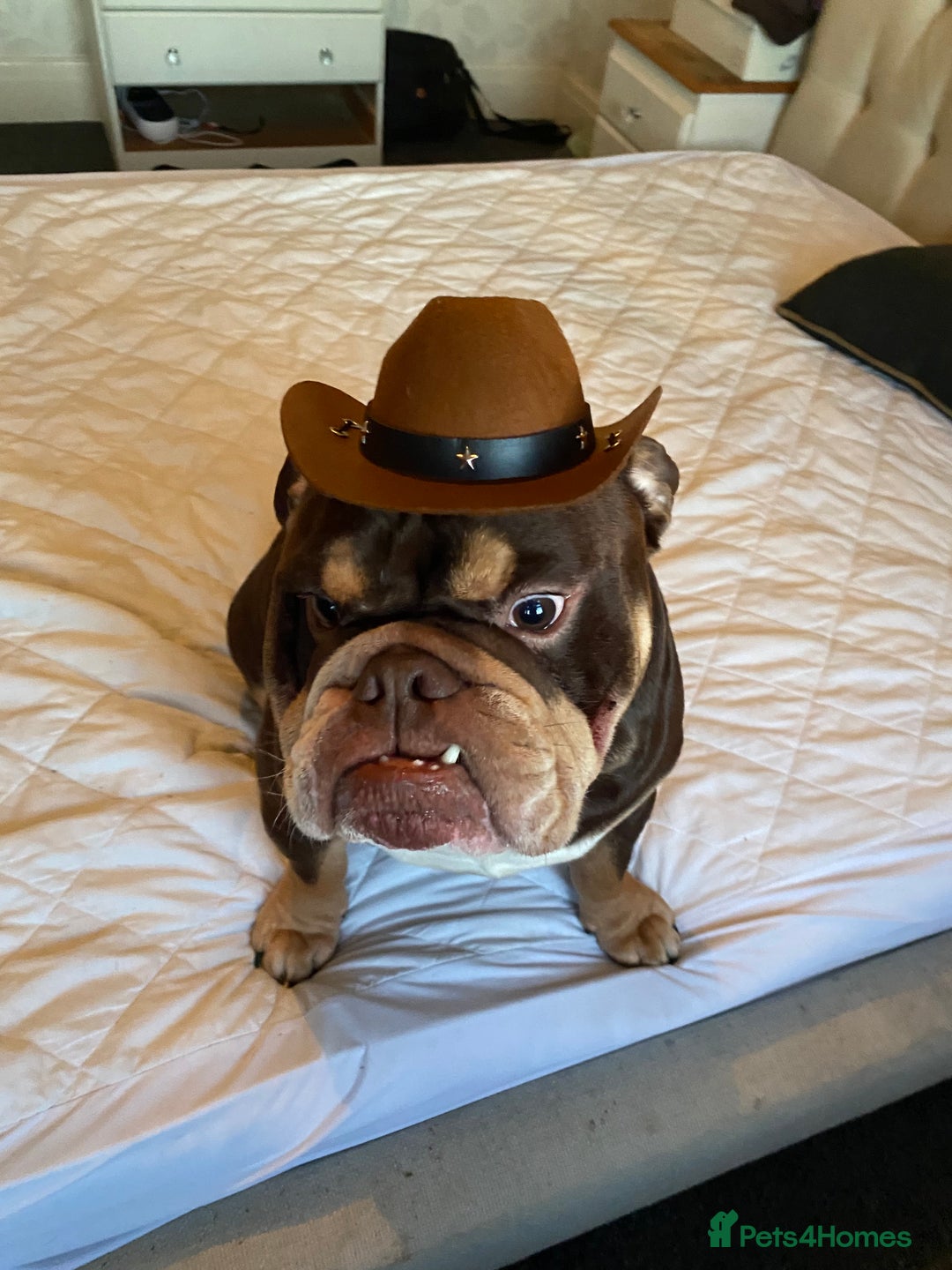 English Bulldog dogs for stud: Exclusive Tri-Colour Chocolate English Bulldog  - Image 9