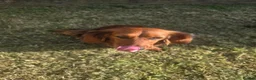 Dachshund dogs for sale: Female Long haired dachshund for sale in Tredegar - Advert 3