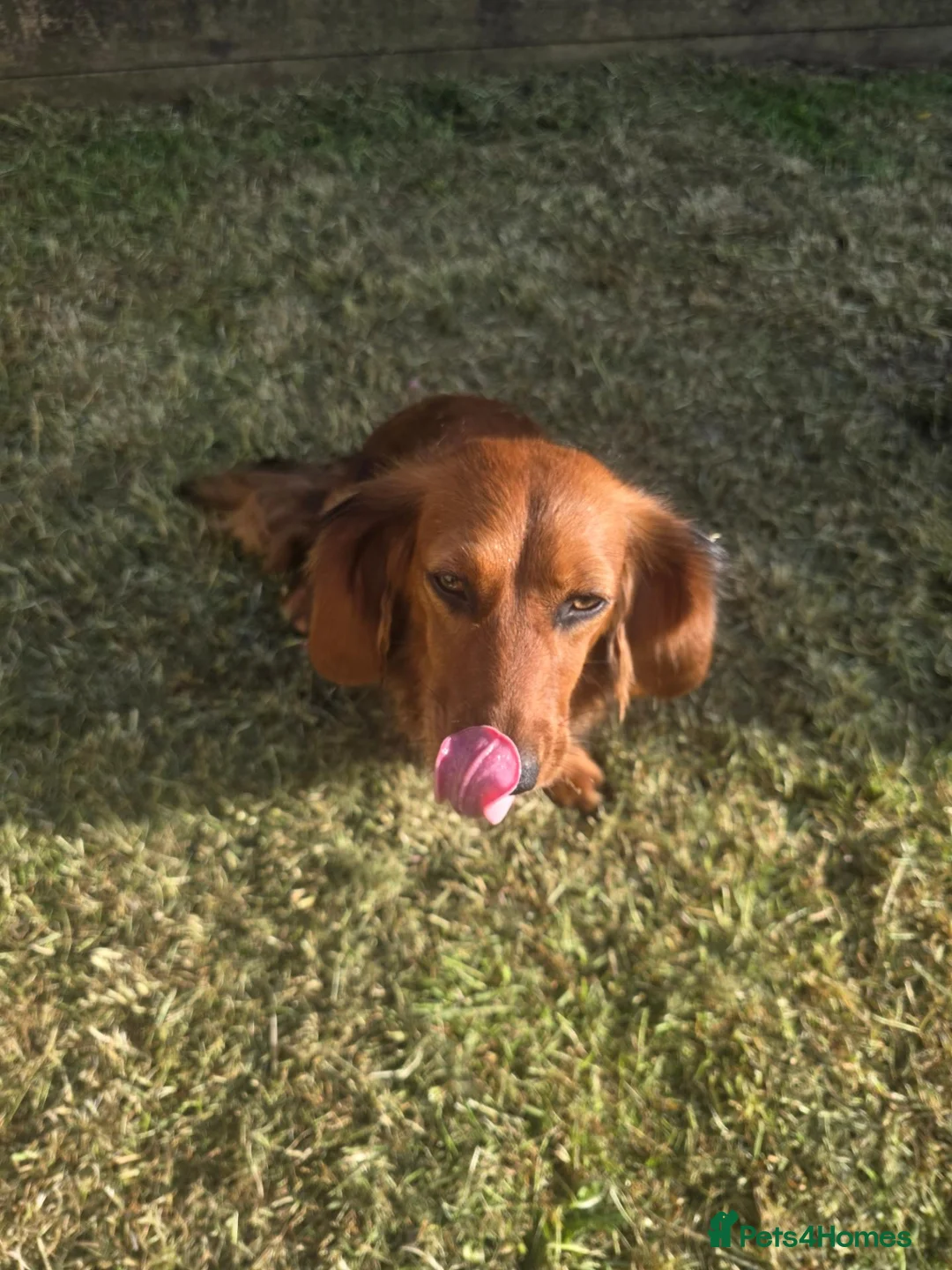 Dachshund dogs for sale: Female Long haired dachshund for sale in Tredegar - Advert 3
