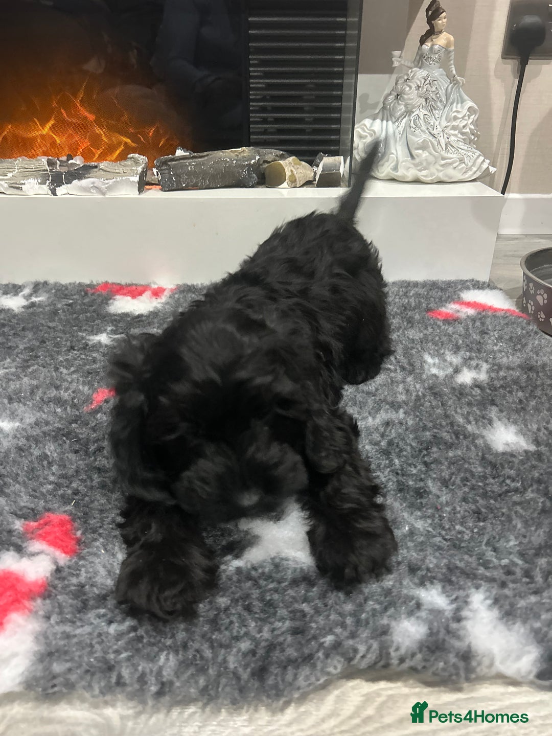 Cockapoo dogs for sale: F1B Cockapoos Pups - Advert 8