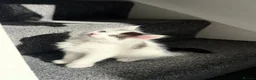 Mixed Breed cats for sale: Adorable and fluffy kittens  - Advert 9