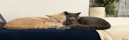 Brazilian Shorthair cats for sale: Stunning Blue British Shorthair (last available) - Advert 3