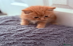 Mixed Breed cats for sale: Long Fur kittens for sale  - Image 14