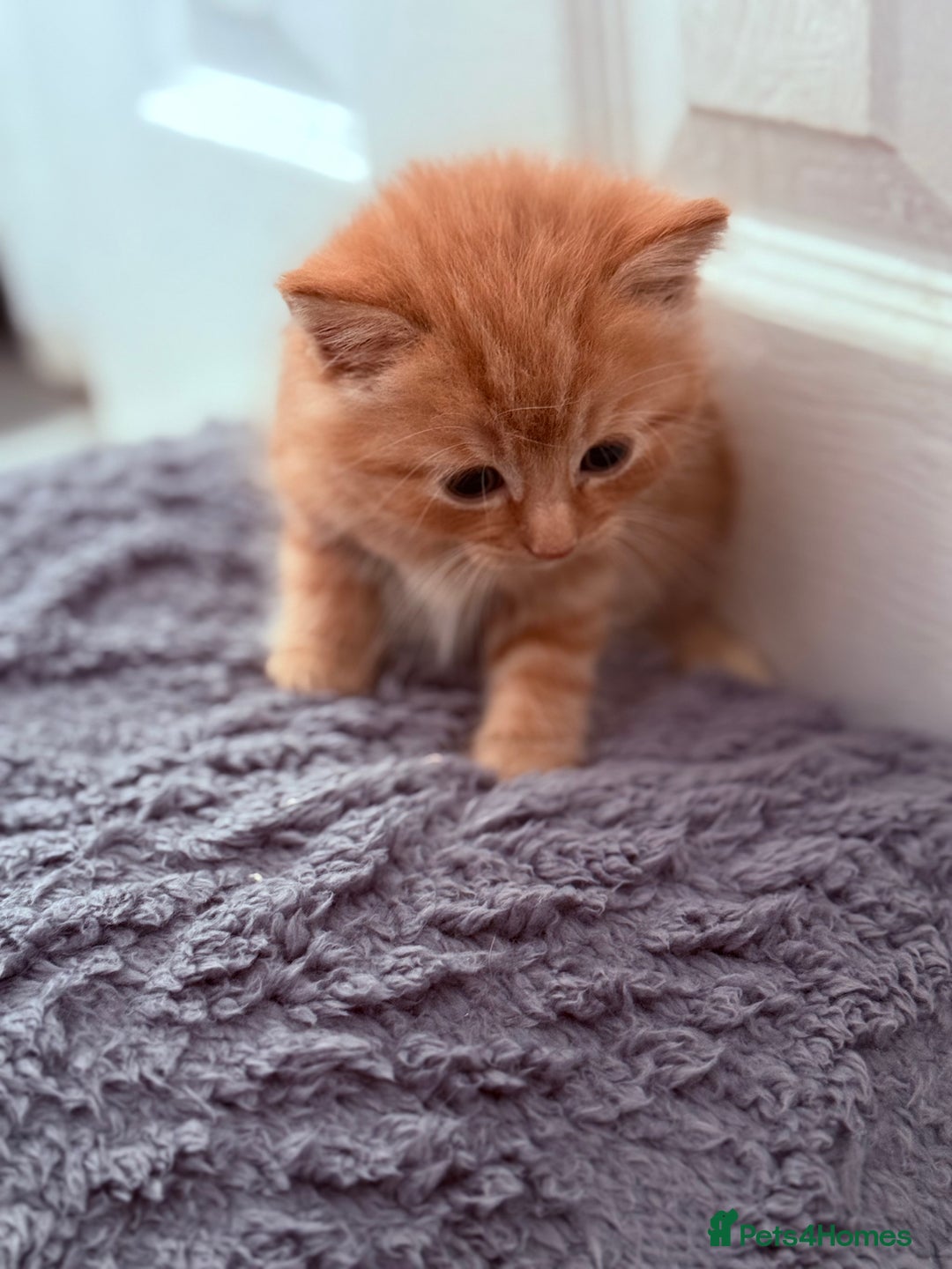 Mixed Breed cats for sale: Long Fur kittens for sale  - Image 14