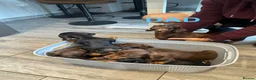 Dachshund dogs for sale: Dachshund puppies boys and girls  - Advert 9