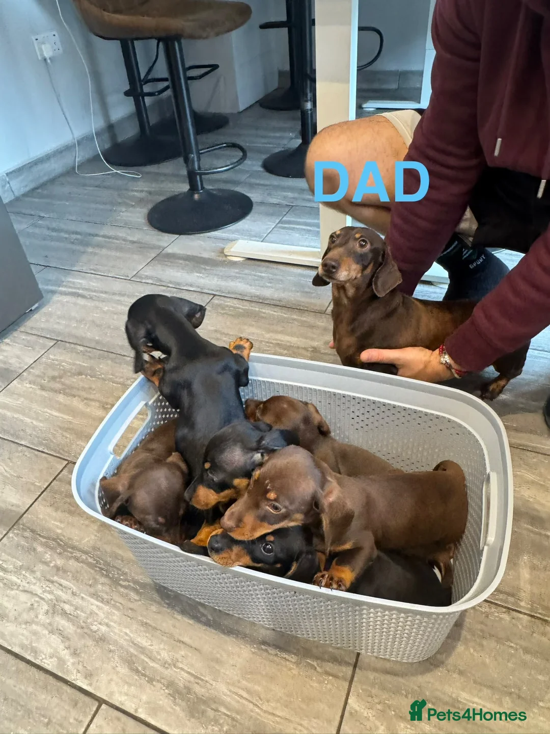 Dachshund dogs for sale: Dachshund puppies boys and girls  - Advert 9