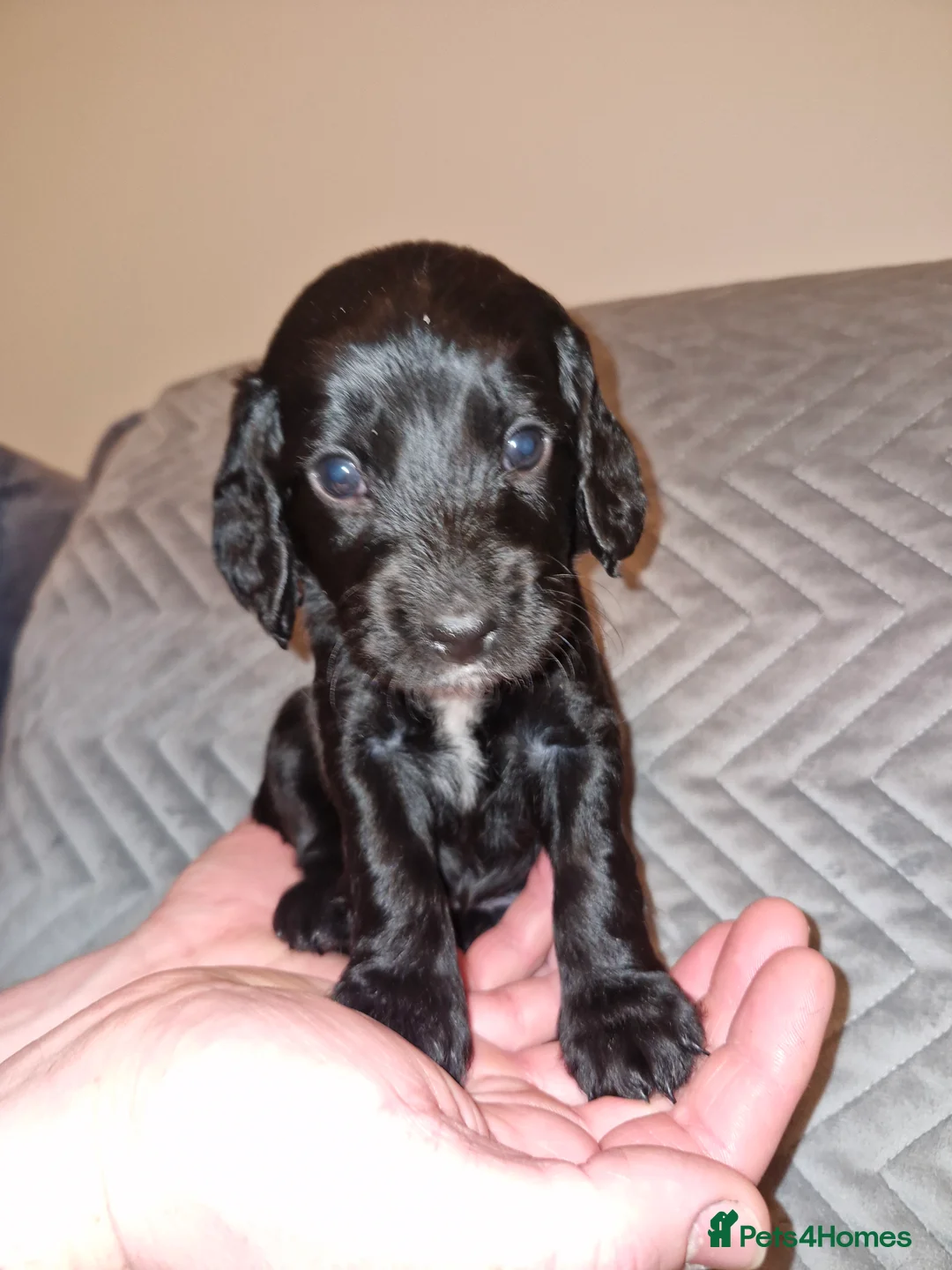 Sproodle dogs for sale: Sproodle f1b puppies - Advert 39
