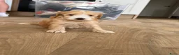 Cockapoo dogs for sale: 4 Cockerpoo Puppy’s  in Bicester - Advert 3