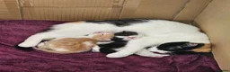 Mixed Breed cats for sale: Two male kittens for sale - Advert 6