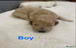 Cockapoo dogs for sale: F2 Cockapoo - Image 5