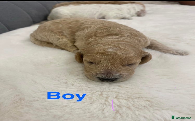 Cockapoo dogs - Advert 13
