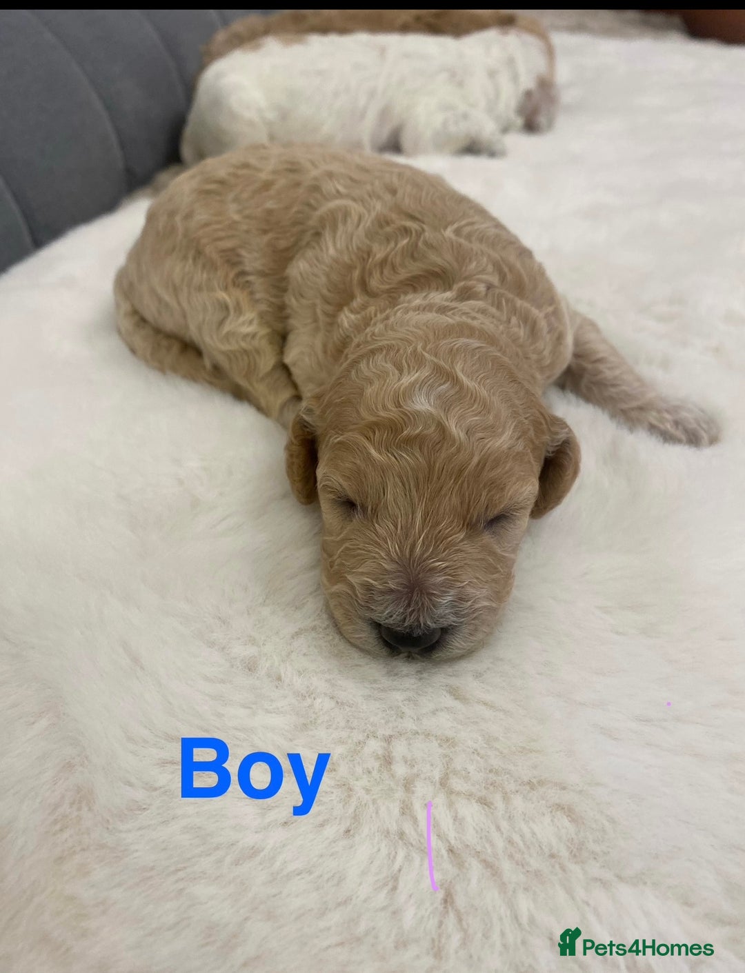 Cockapoo dogs for sale: F2 Cockapoo - Image 5