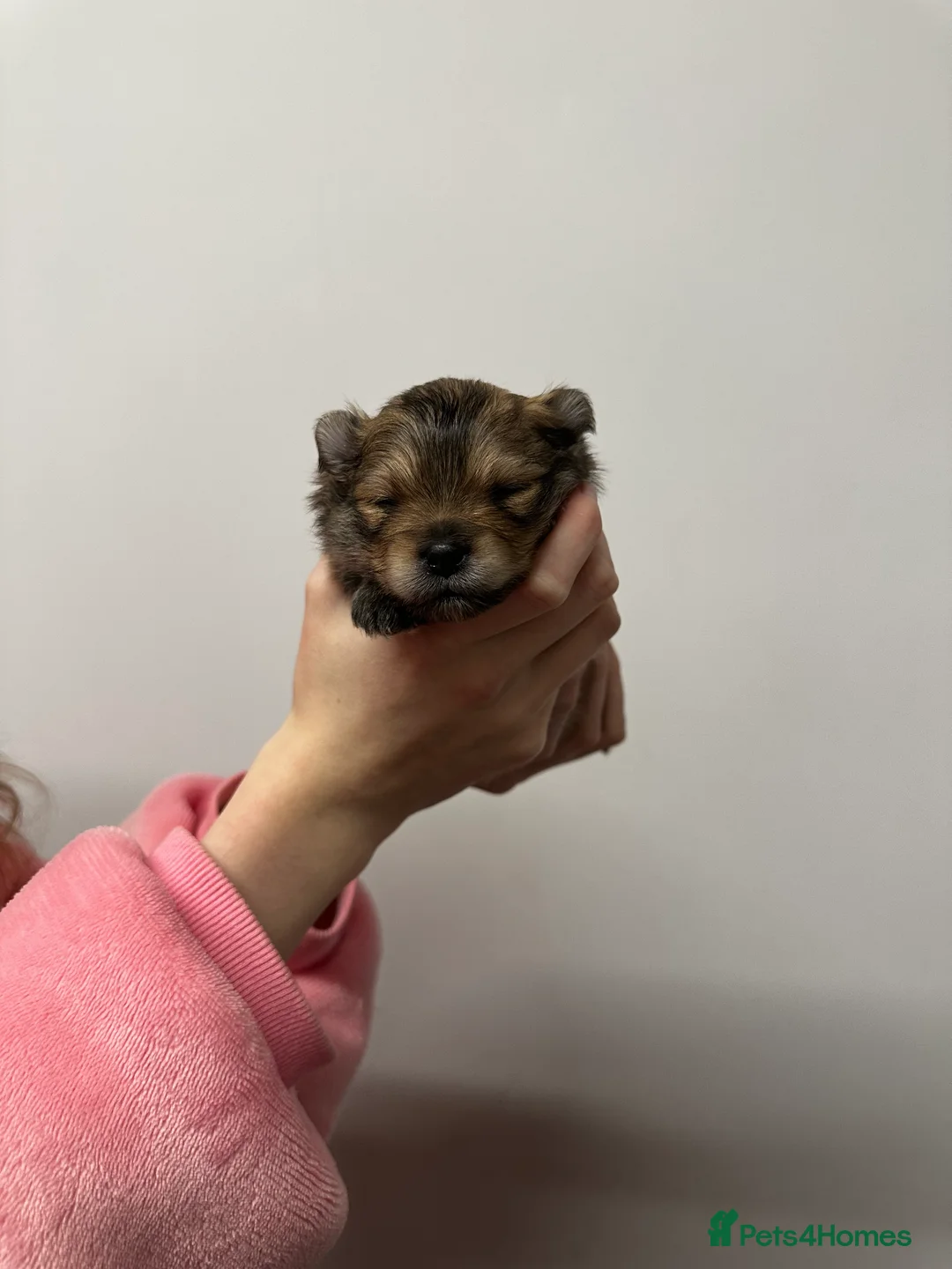 Pomeranian dogs for sale: GORGEOUS POMERANIAN PUPPIES!! 🐶🐶🐶 - Advert 35